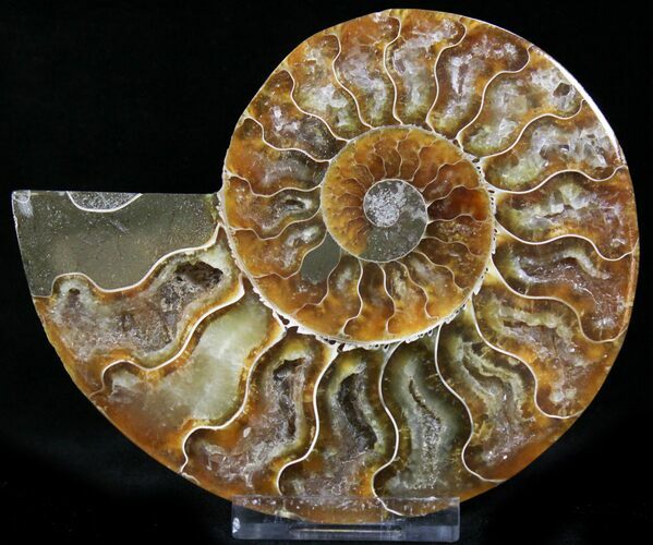 Crystal Lined Ammonite Fossil (Half) #22763